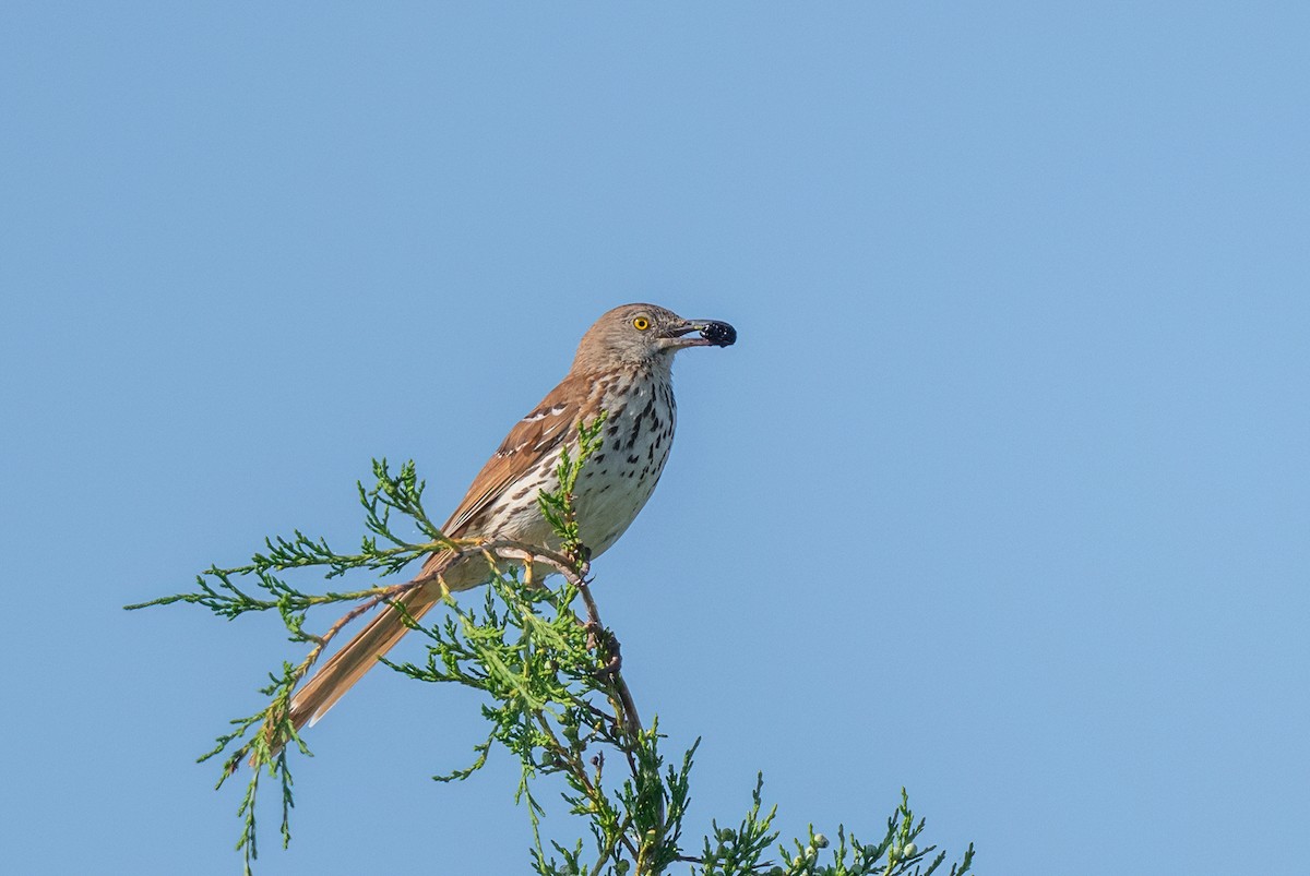 Brown Thrasher - ML637949119