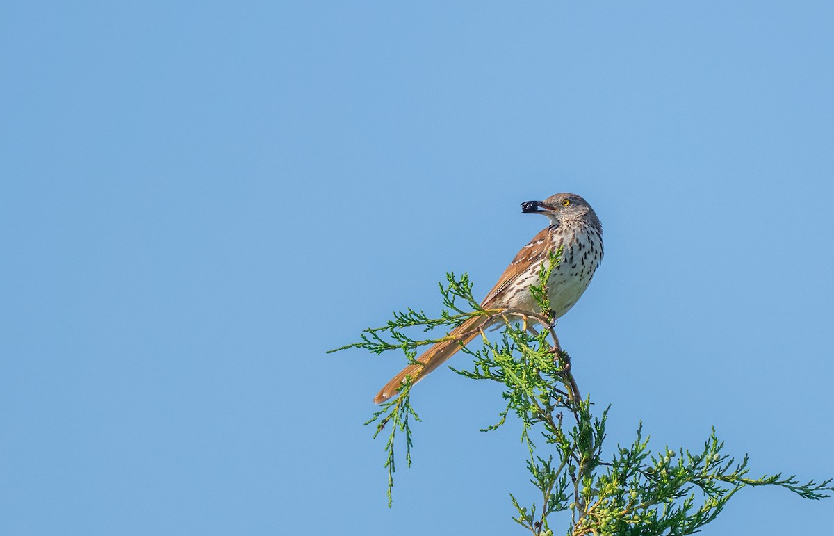 Brown Thrasher - ML637949122