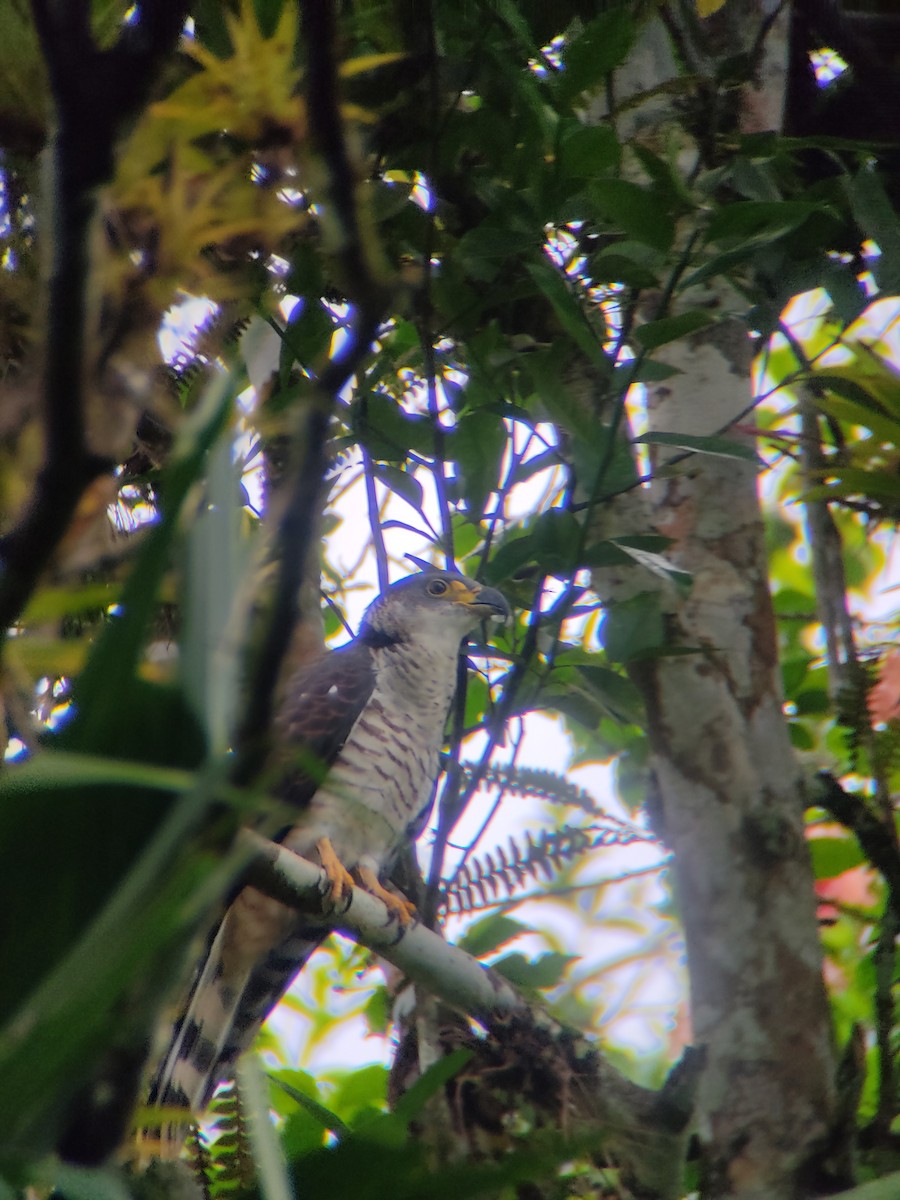 Hook-billed Kite - ML637949125