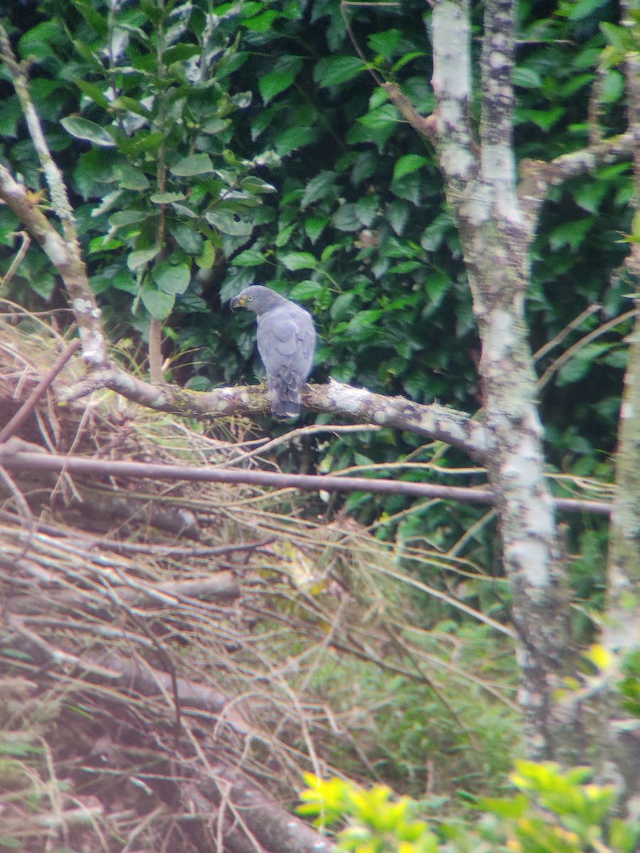 Hook-billed Kite - ML637949126