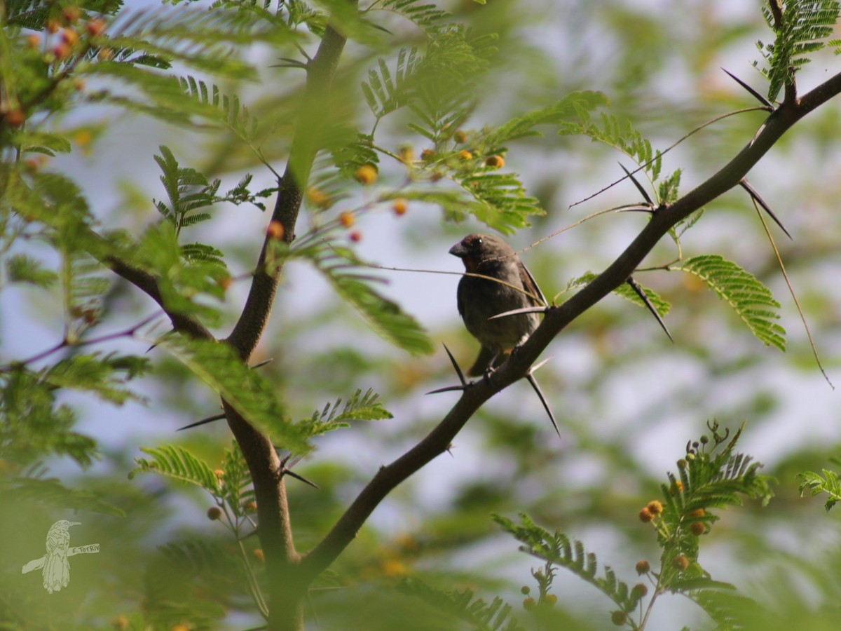 Lesser Antillean Bullfinch - ML637949142