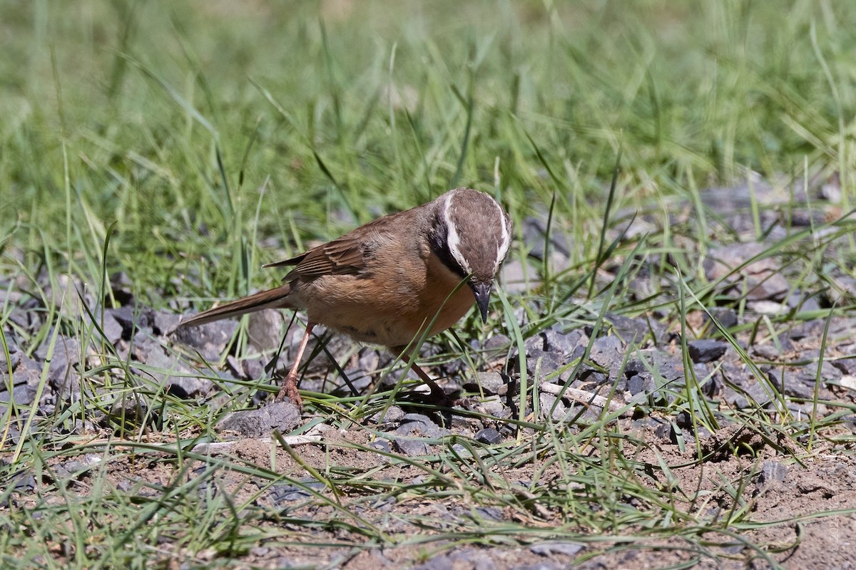 Brown Accentor - ML637949161