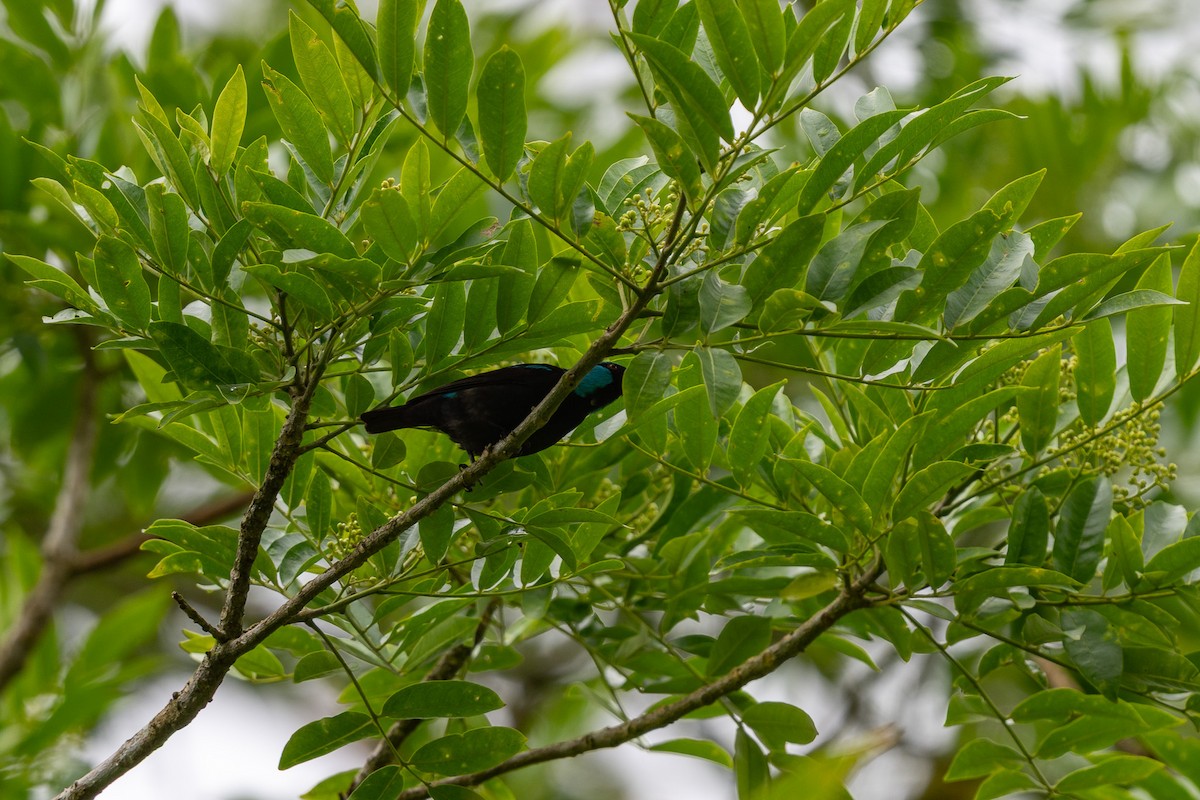 Scarlet-thighed Dacnis - ML637949163