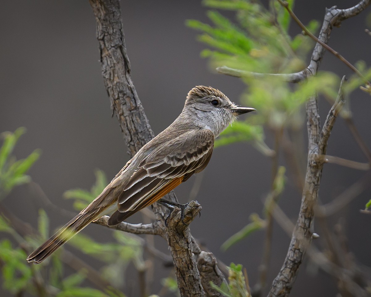 Ash-throated Flycatcher - ML637949192