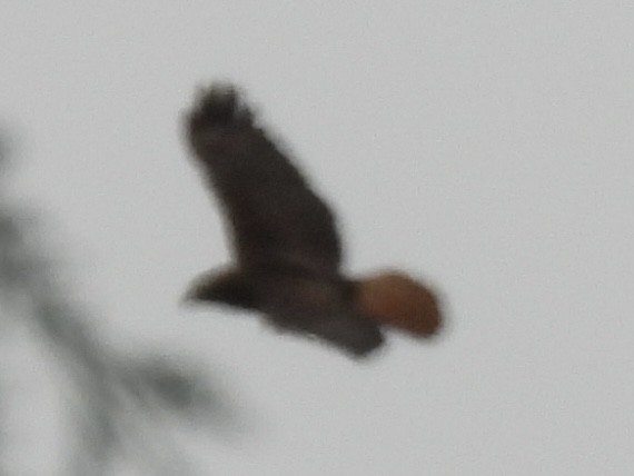 Red-tailed Hawk - ML637949237