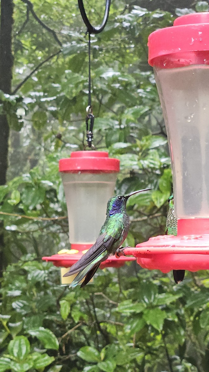 Lesser Violetear - ML637949260