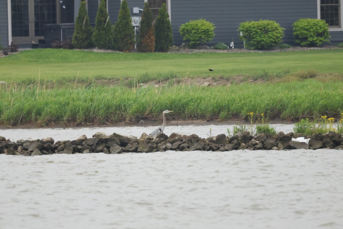 Great Blue Heron - ML637949263
