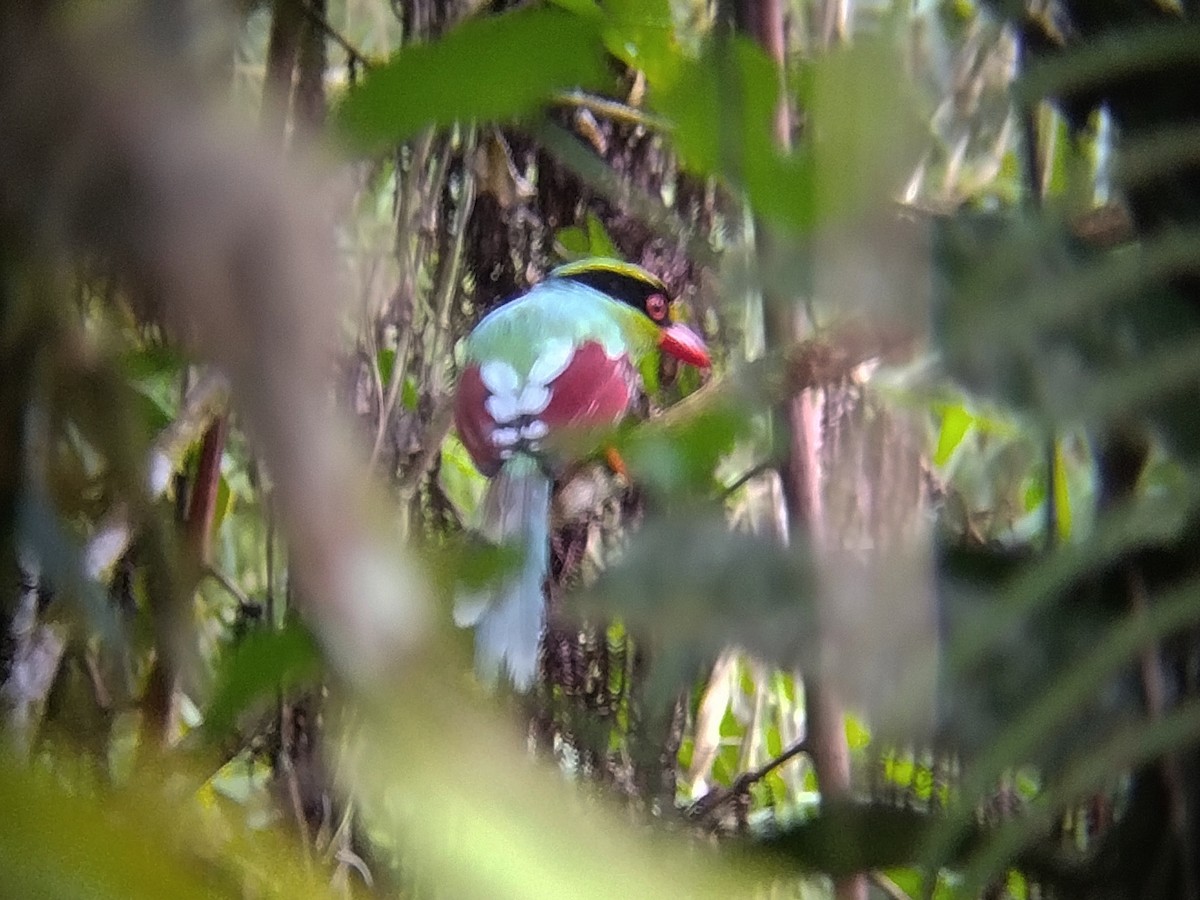 Common Green-Magpie - ML637949339