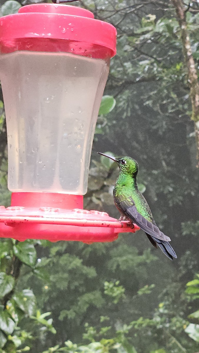 Green-crowned Brilliant - ML637949381