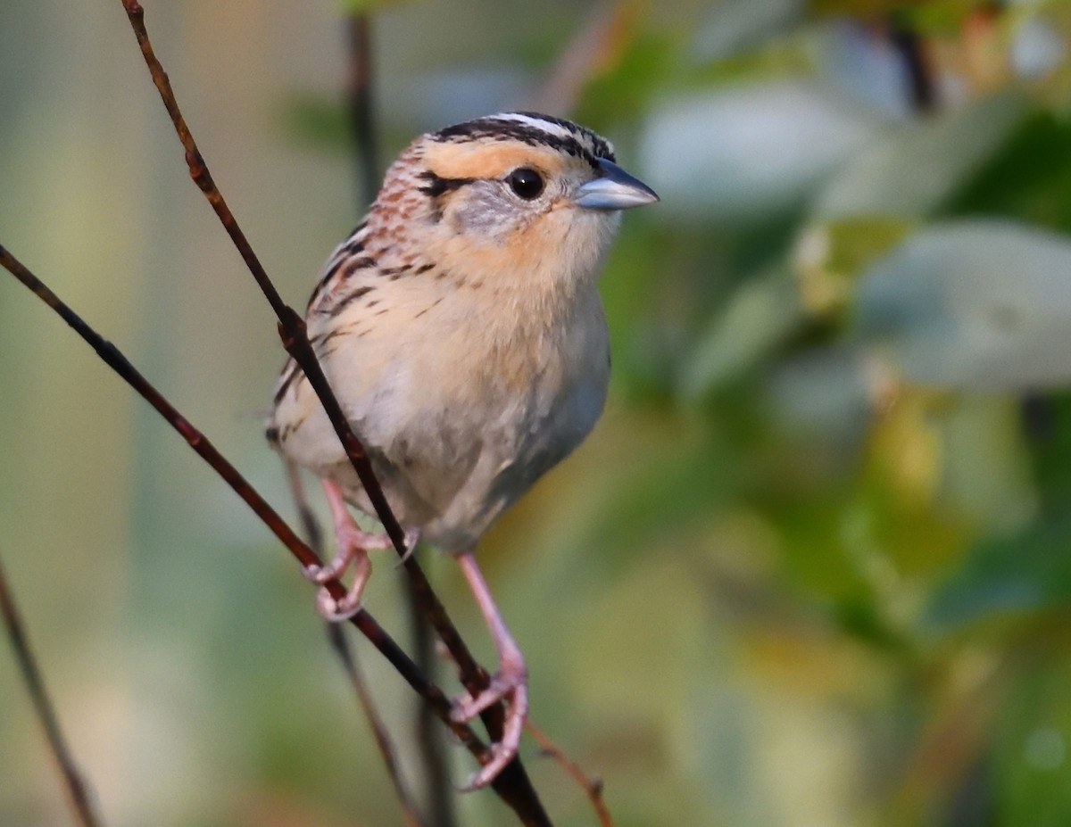 LeConte's Sparrow - ML637949415