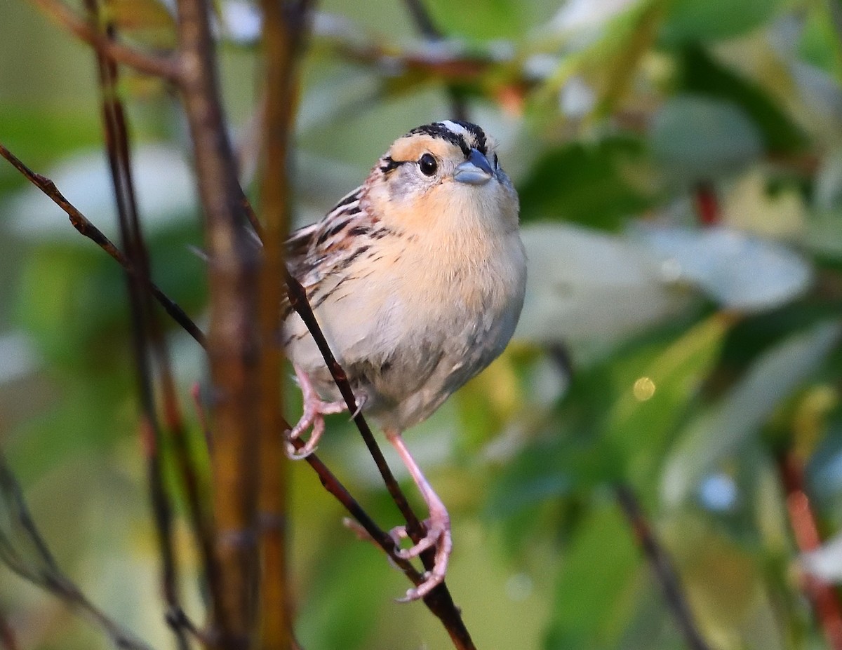 LeConte's Sparrow - ML637949421