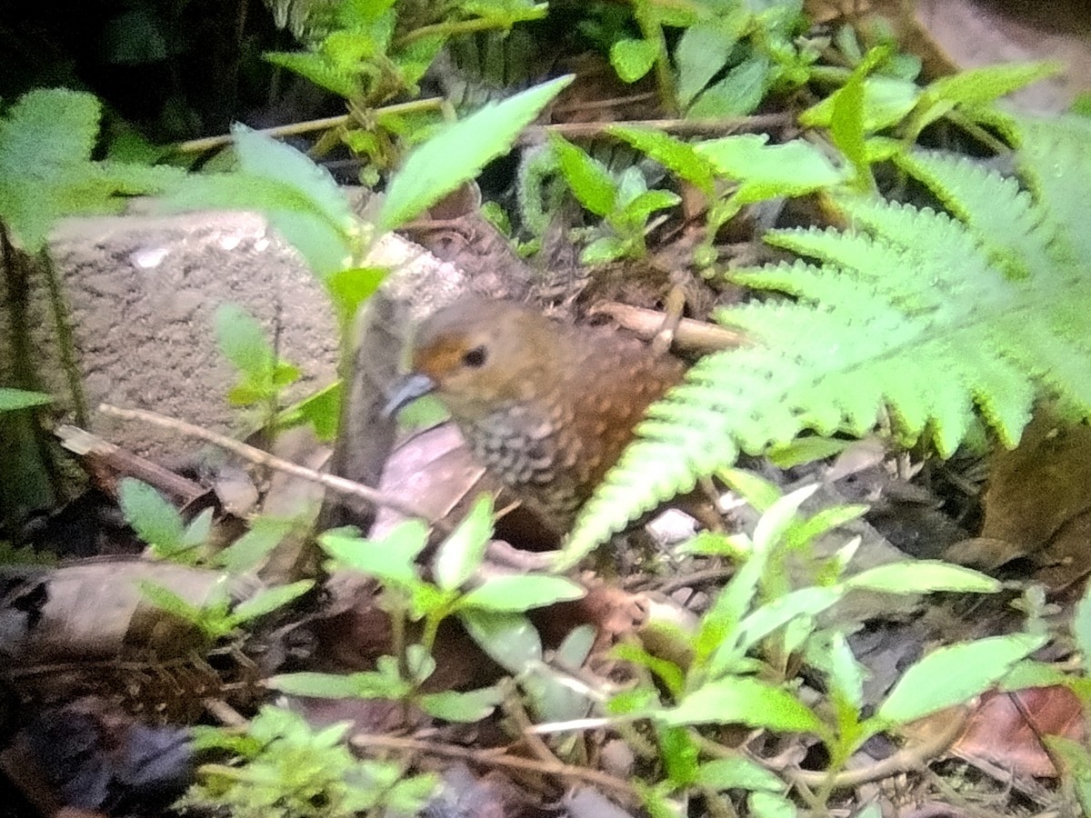 Pygmy Cupwing - ML637949425