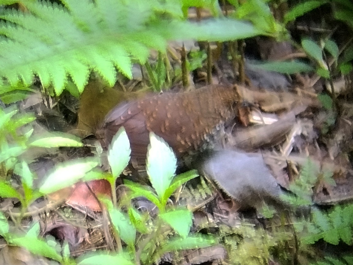 Pygmy Cupwing - ML637949426