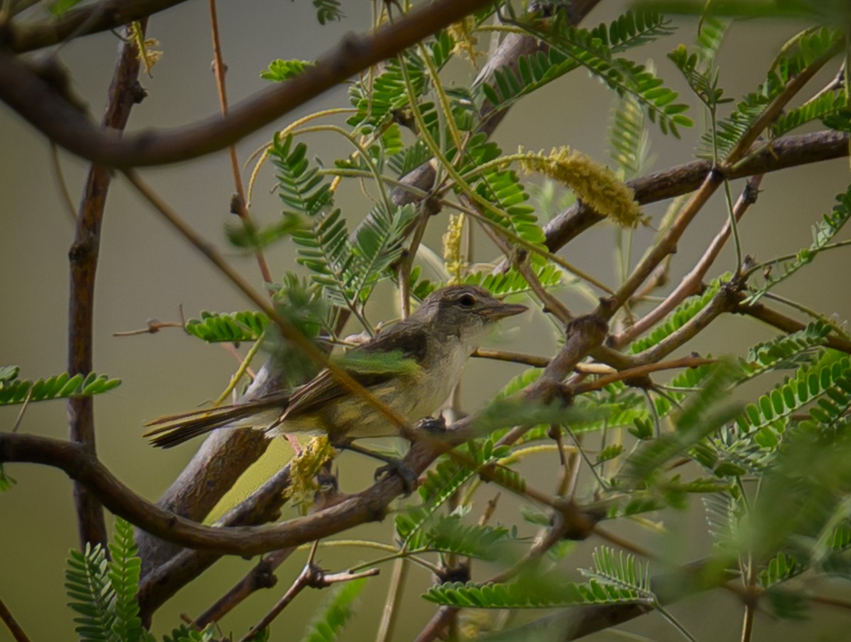 Bell's Vireo - ML637949463