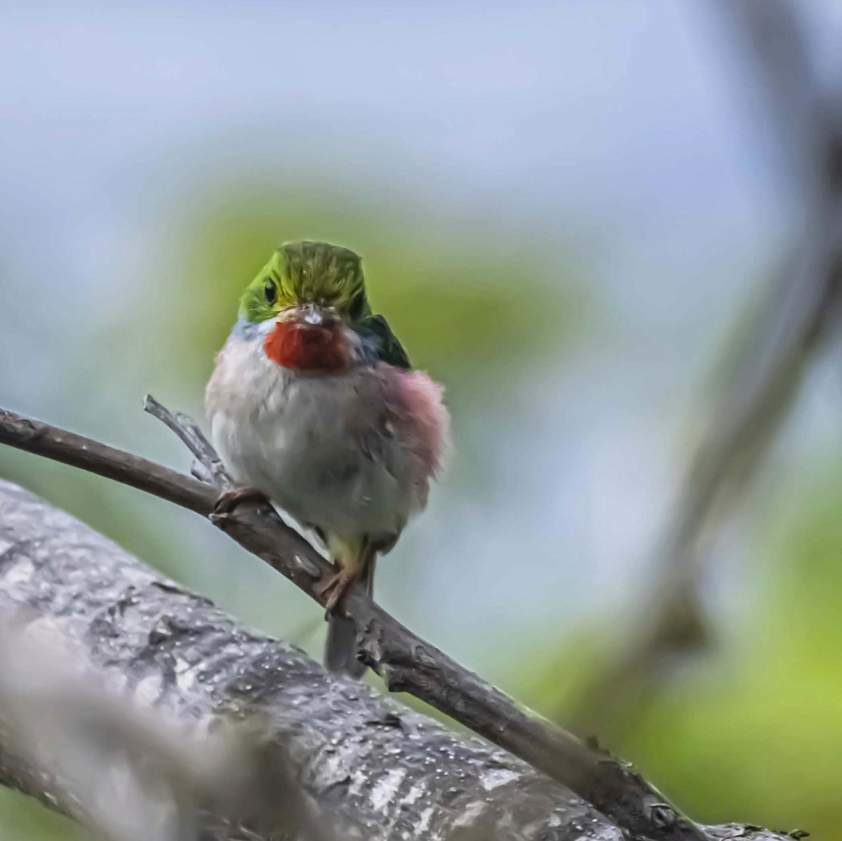 Cuban Tody - ML637949487
