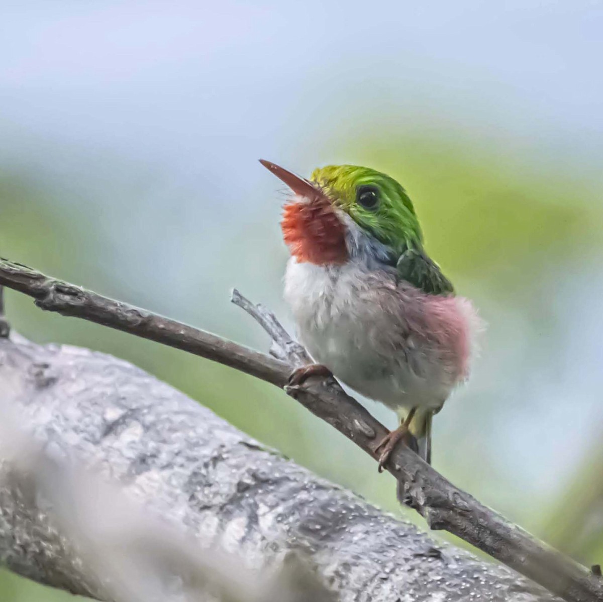 Cuban Tody - ML637949488