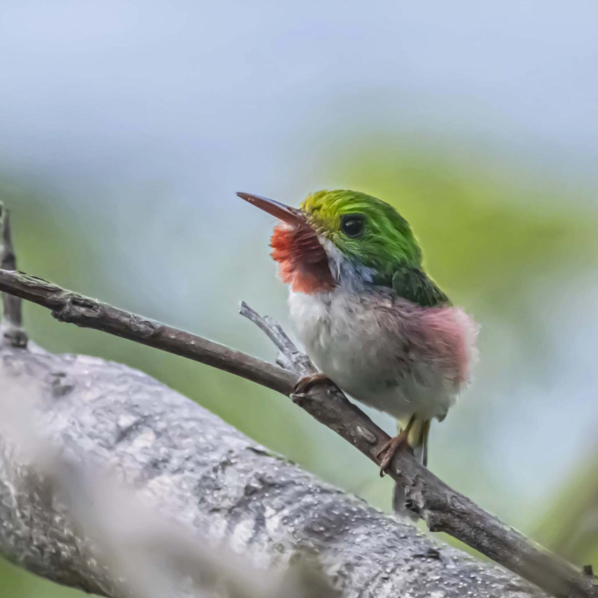 Cuban Tody - ML637949489