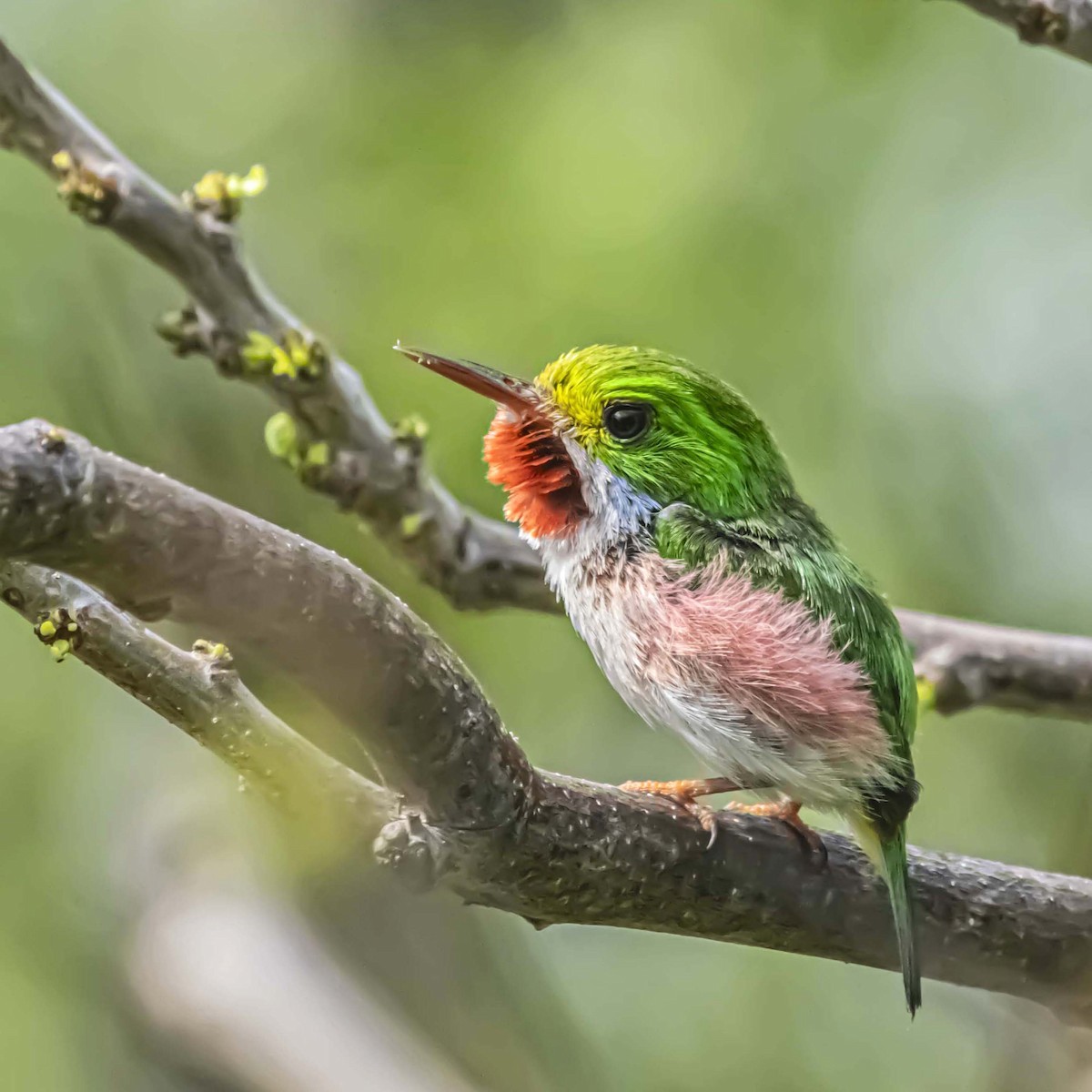 Cuban Tody - ML637949490