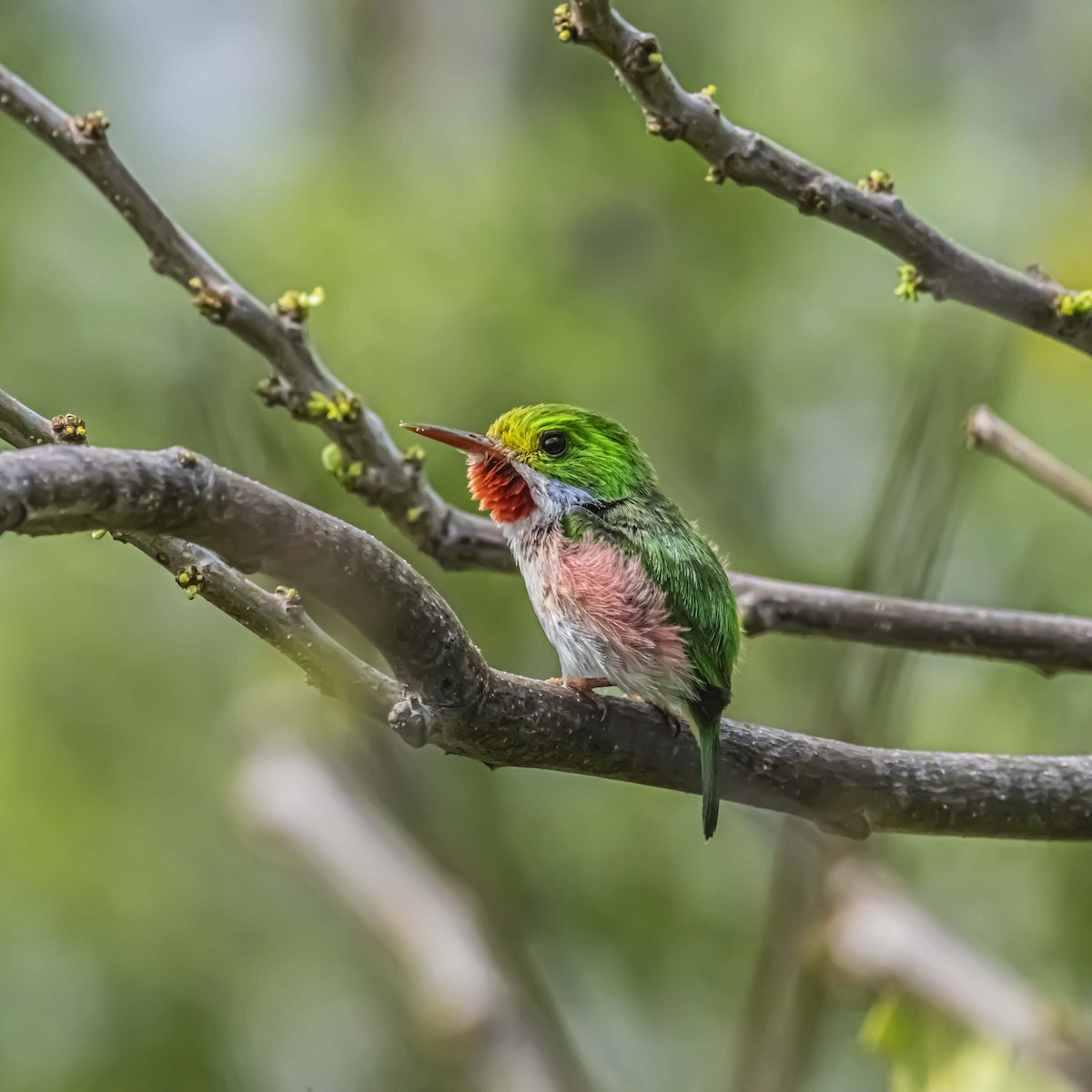 Cuban Tody - ML637949491