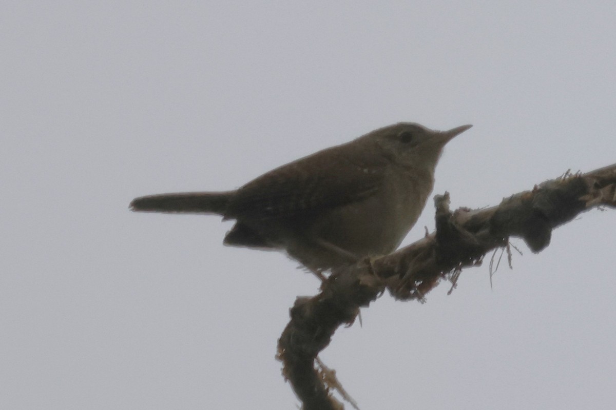Northern House Wren - ML637949522