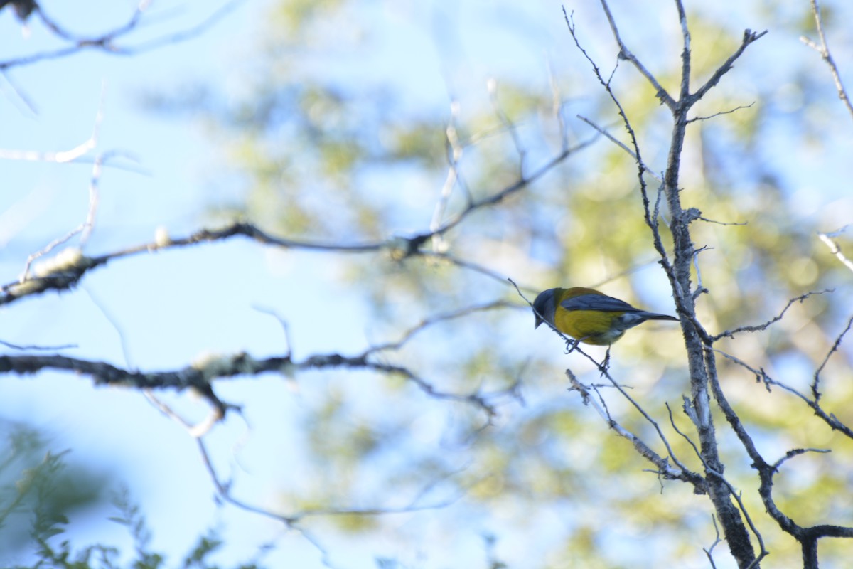 Patagonian Sierra Finch - ML637949563