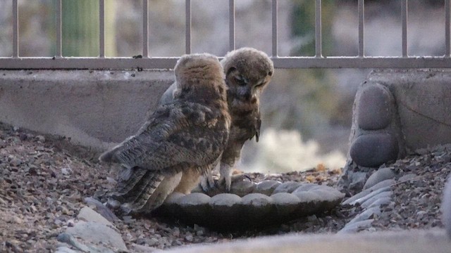 Great Horned Owl - ML637949575
