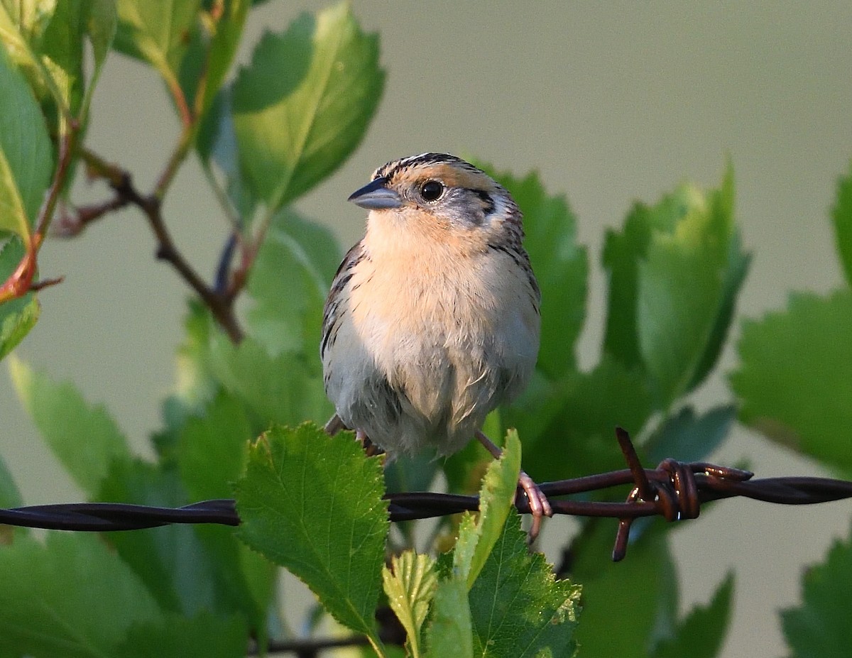 LeConte's Sparrow - ML637949592