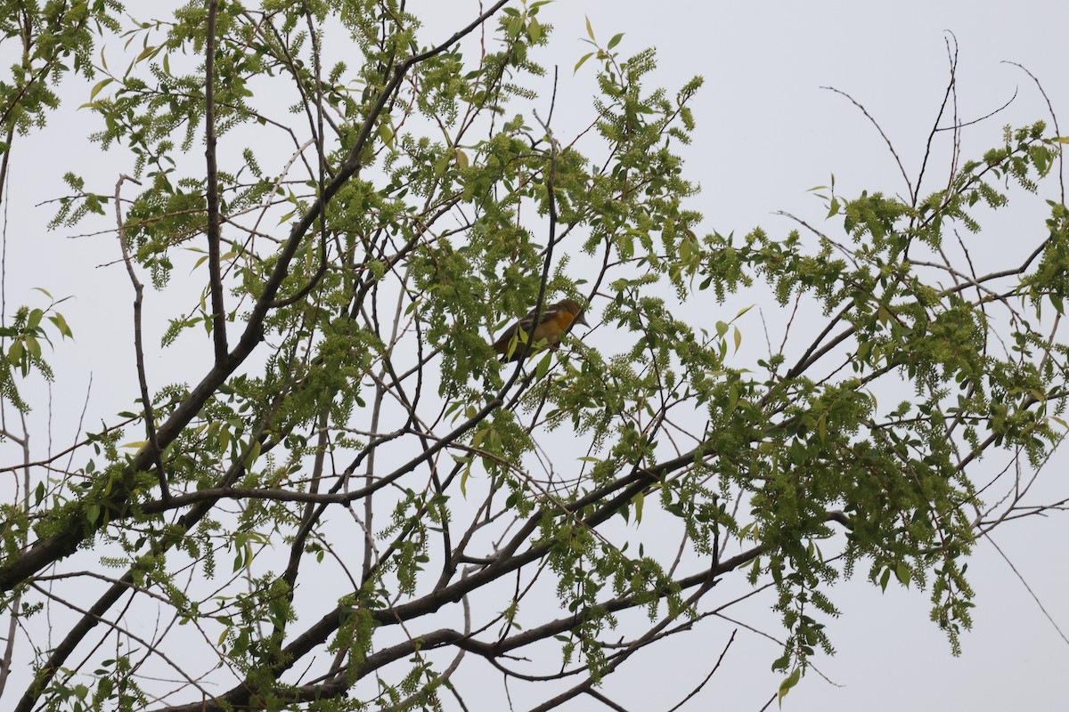 Baltimore Oriole - ML637949597
