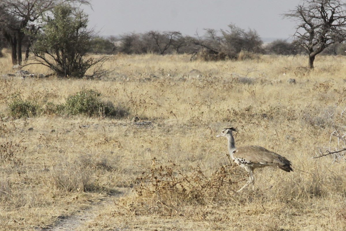 Kori Bustard - ML637949602