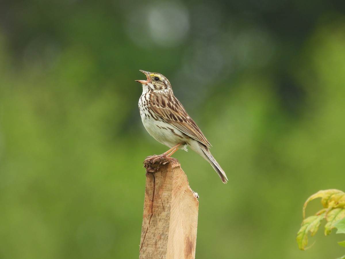 Savannah Sparrow - ML637949606