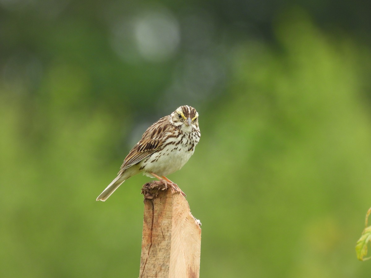 Savannah Sparrow - ML637949607
