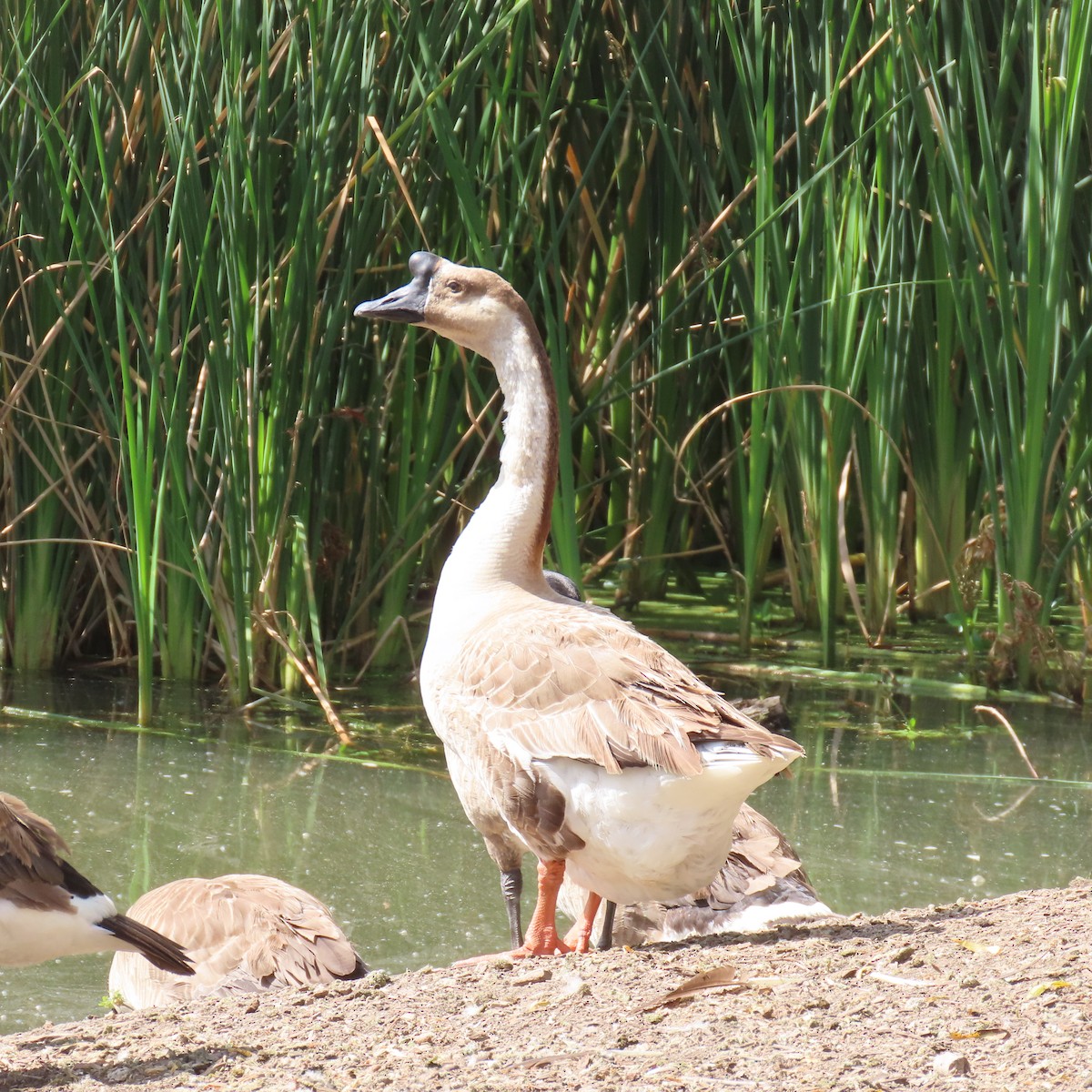 Domestic goose sp. (Domestic type) - ML637949608