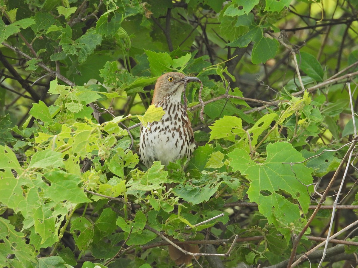 Brown Thrasher - ML637949640