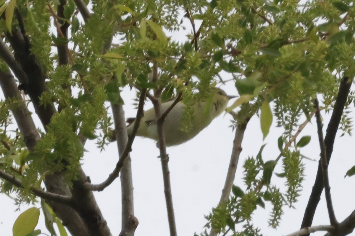 Tennessee Warbler - ML637949688