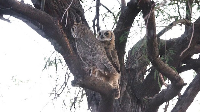 Great Horned Owl - ML637949690