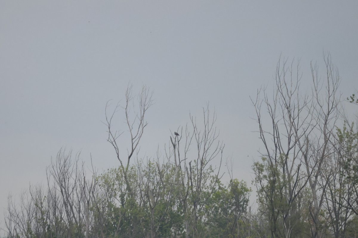 Turkey Vulture - ML637949714