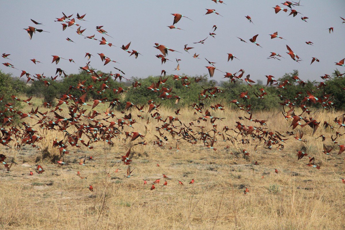 Southern Carmine Bee-eater - ML637949719