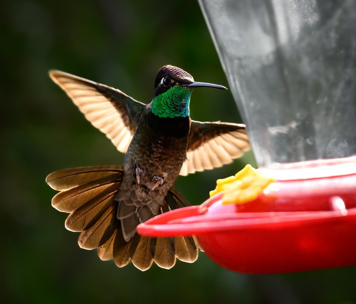 Rivoli's Hummingbird - ML637949724