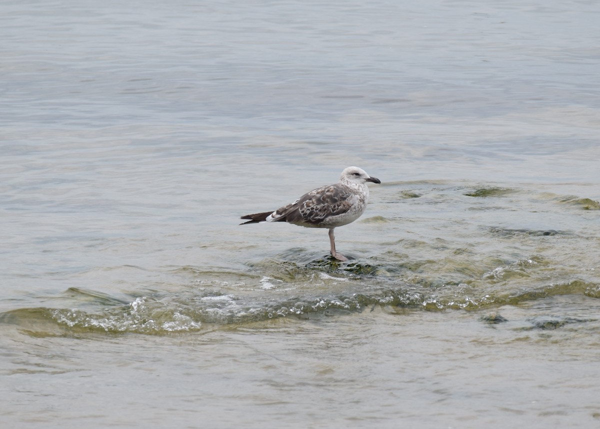Lesser Black-backed Gull - ML637949754