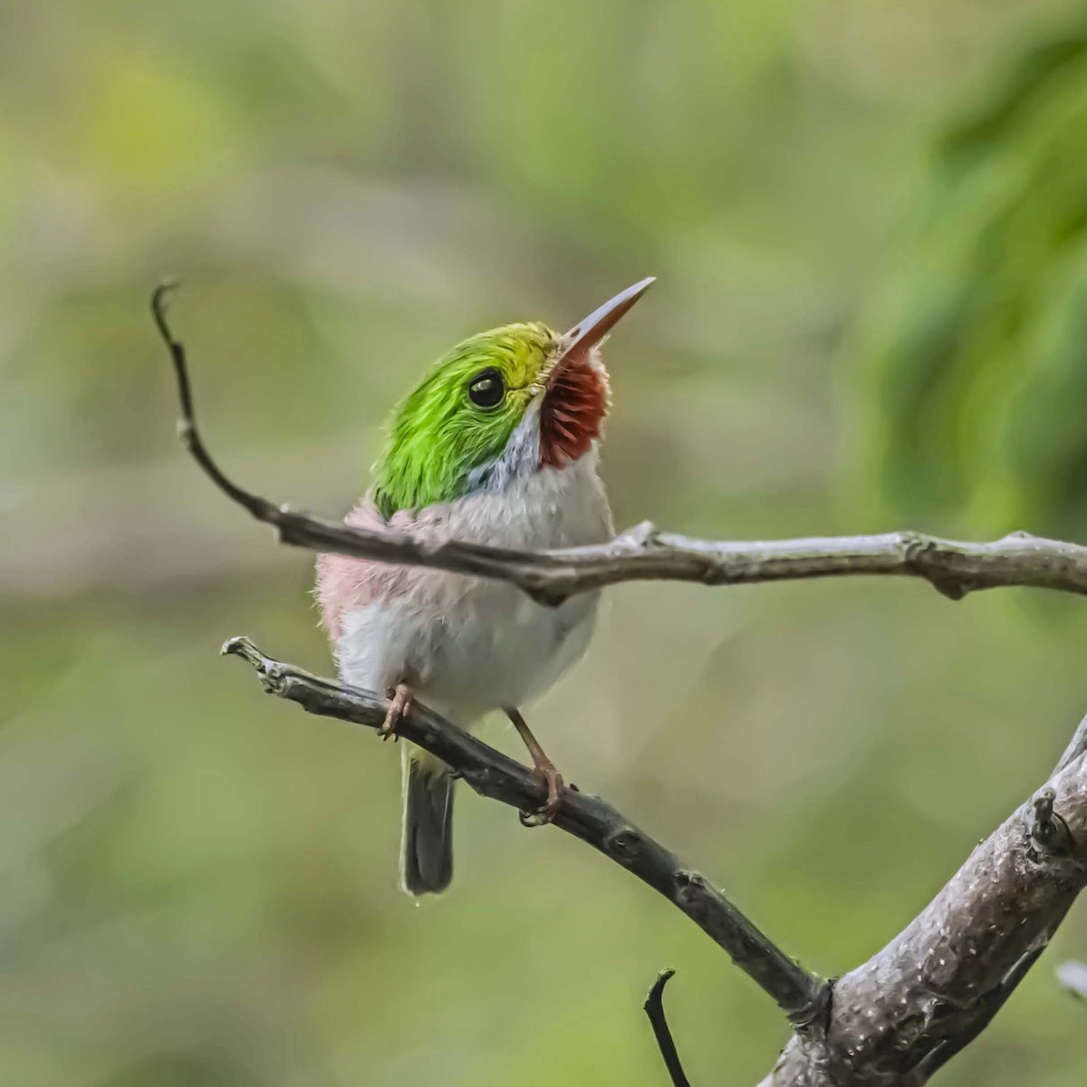 Cuban Tody - ML637949775