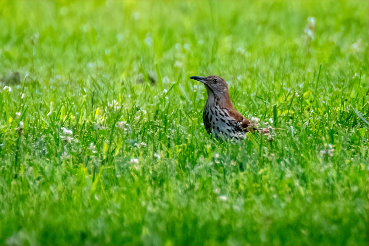 Brown Thrasher - ML637949784
