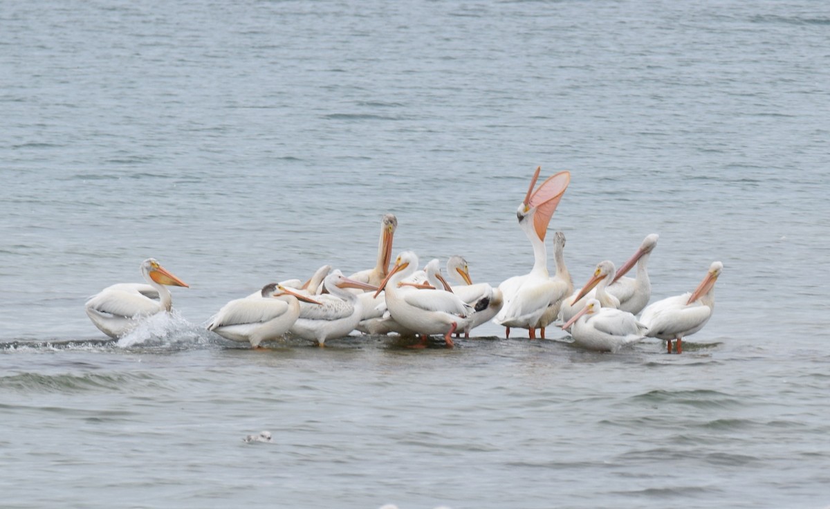 American White Pelican - ML637949788