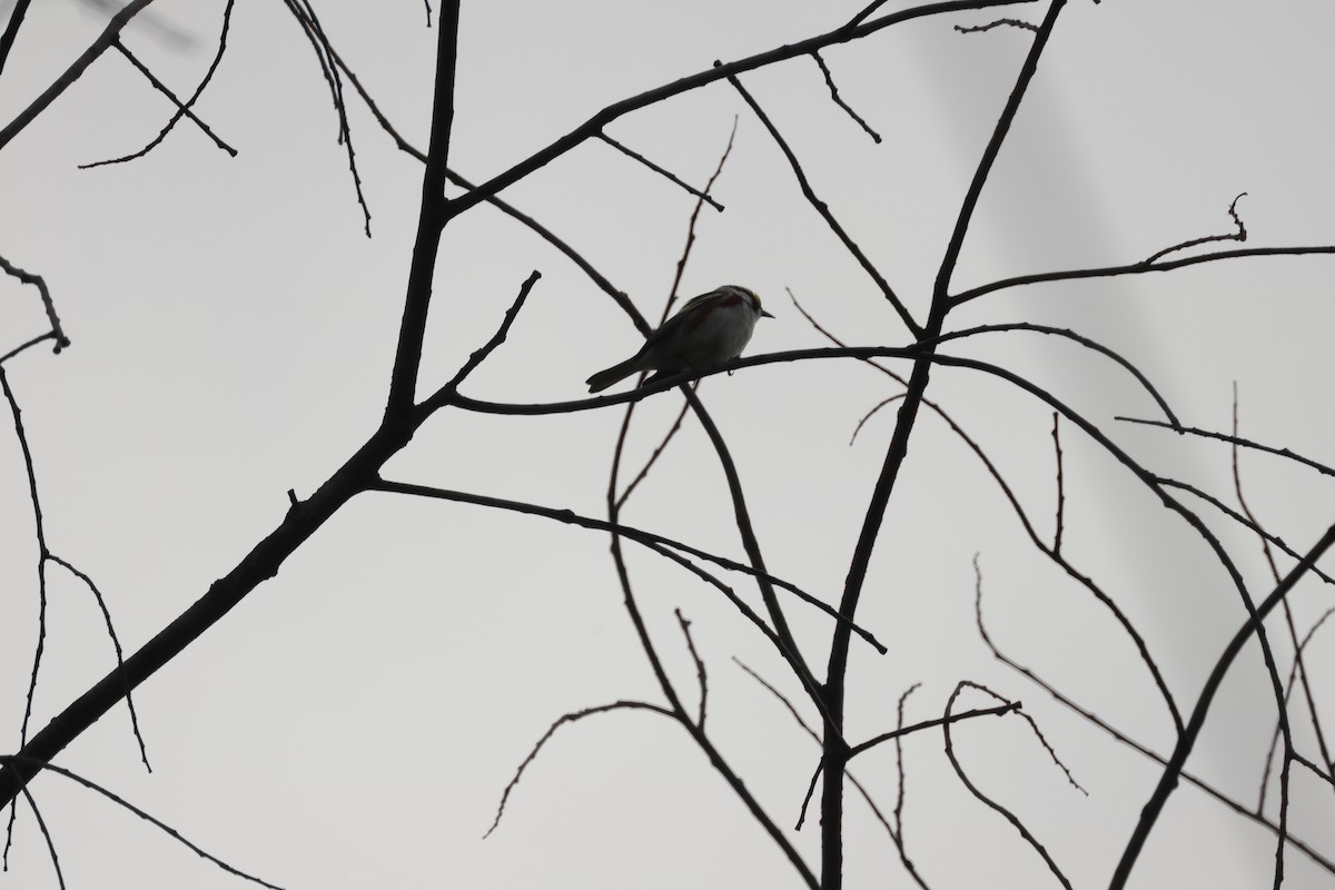Chestnut-sided Warbler - ML637949808
