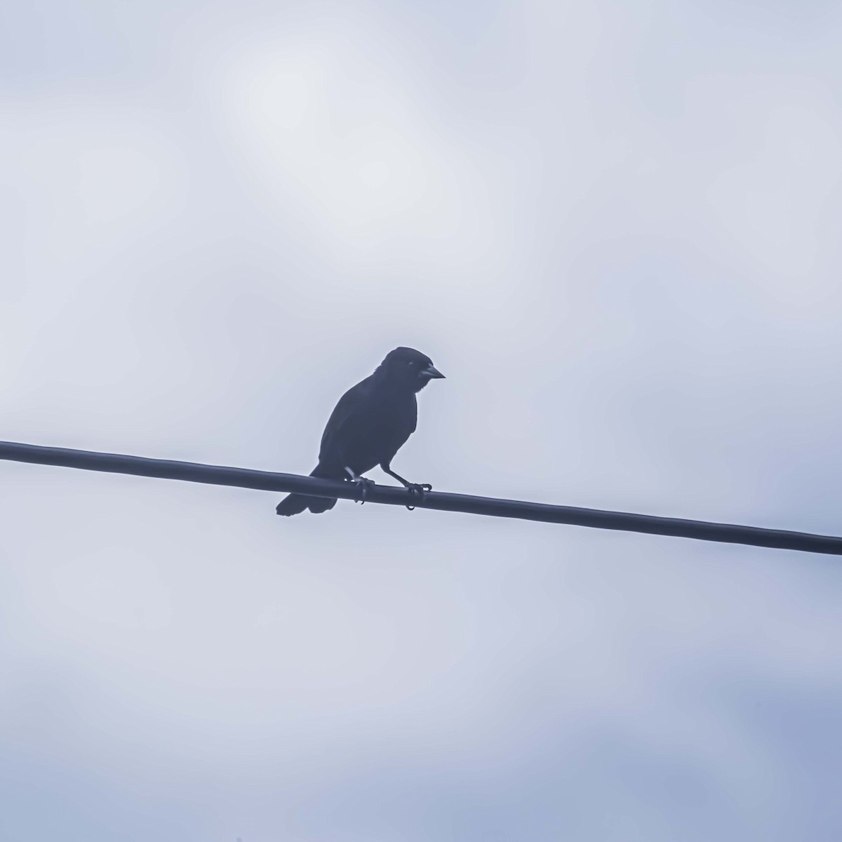 Cuban Blackbird - ML637949811