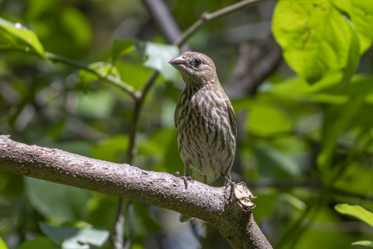 House Finch - ML637949815