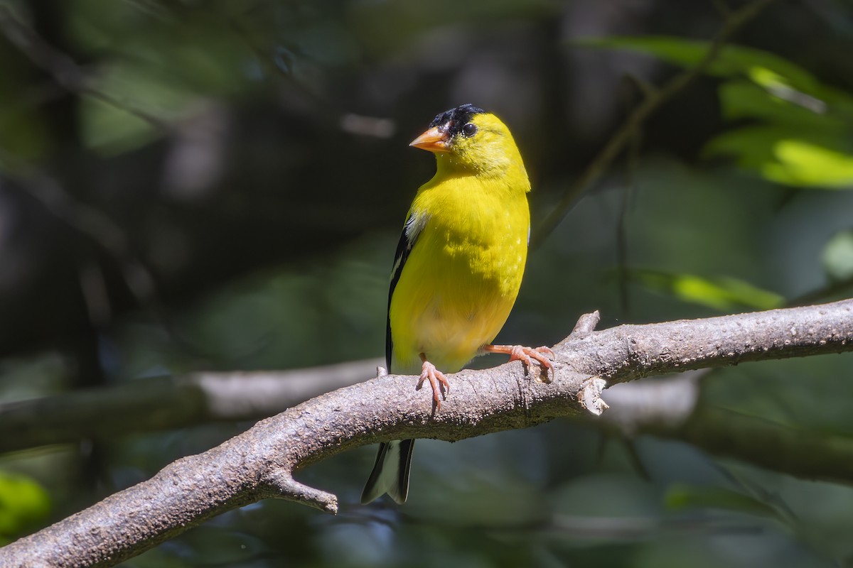 American Goldfinch - ML637949823