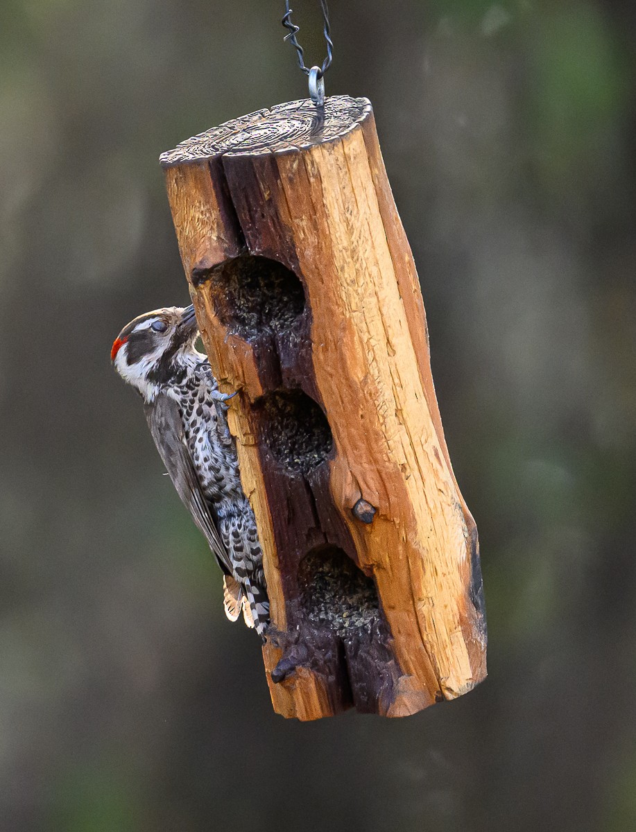 Arizona Woodpecker - ML637949826