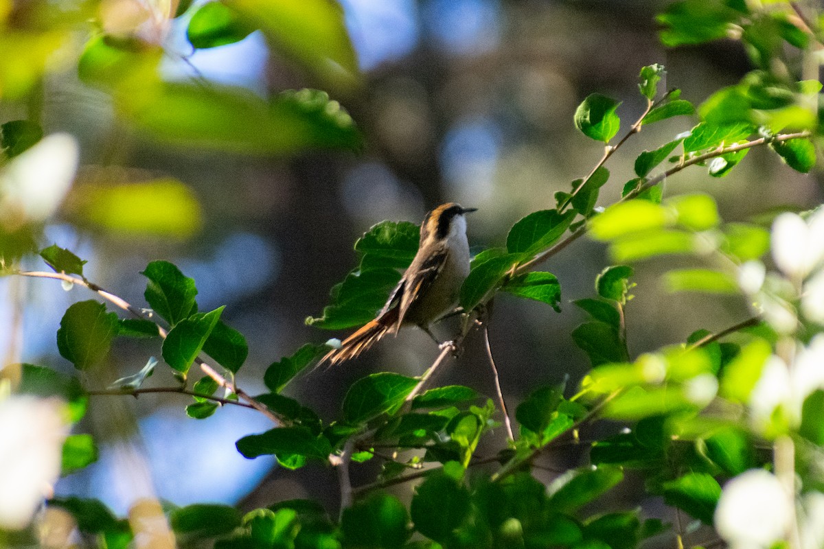 Thorn-tailed Rayadito - ML637949841