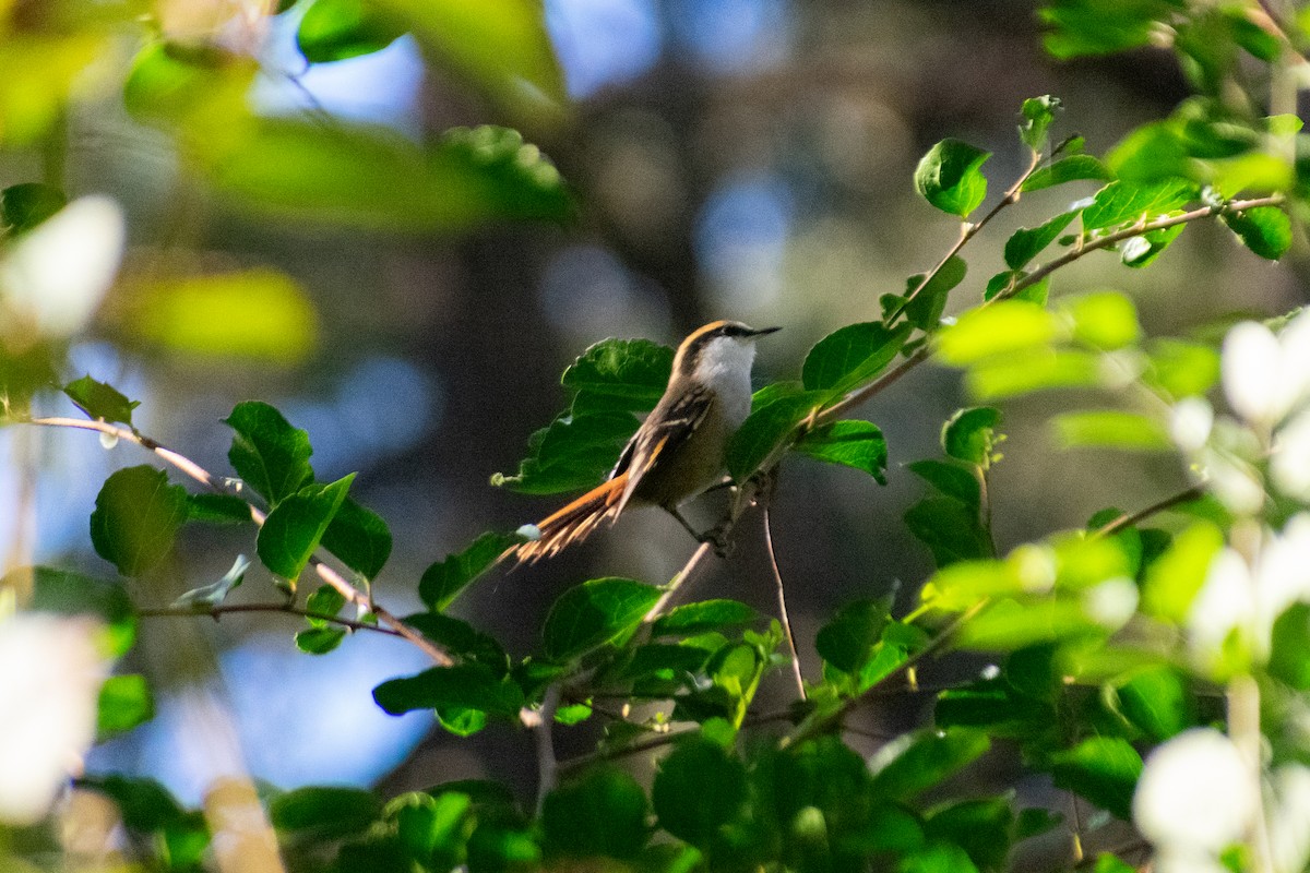 Thorn-tailed Rayadito - ML637949843