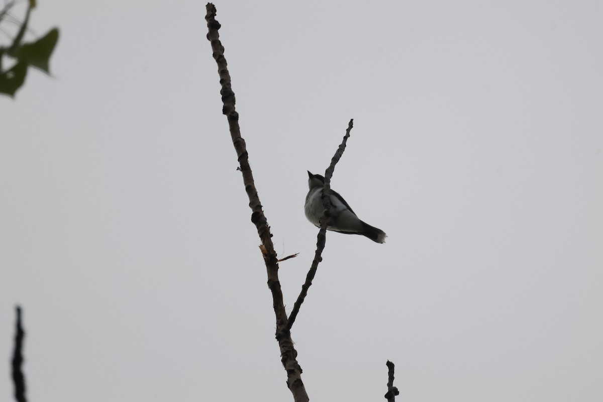 Eastern Kingbird - ML637949863